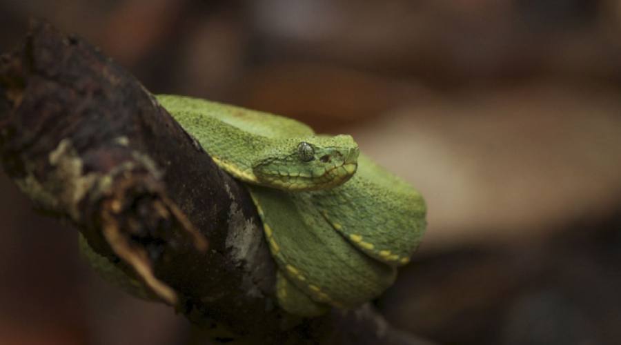 Tour Adventure Nature: Amazzonia Lago Marasha