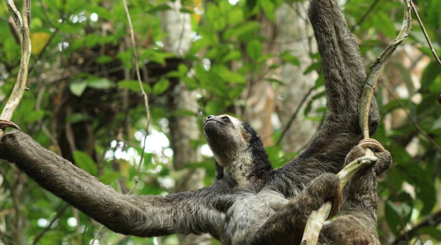 Tour Adventure Nature: Amazzonia Bradipo