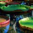 Tour Adventure Nature: Amazzonia Victoria Regia 