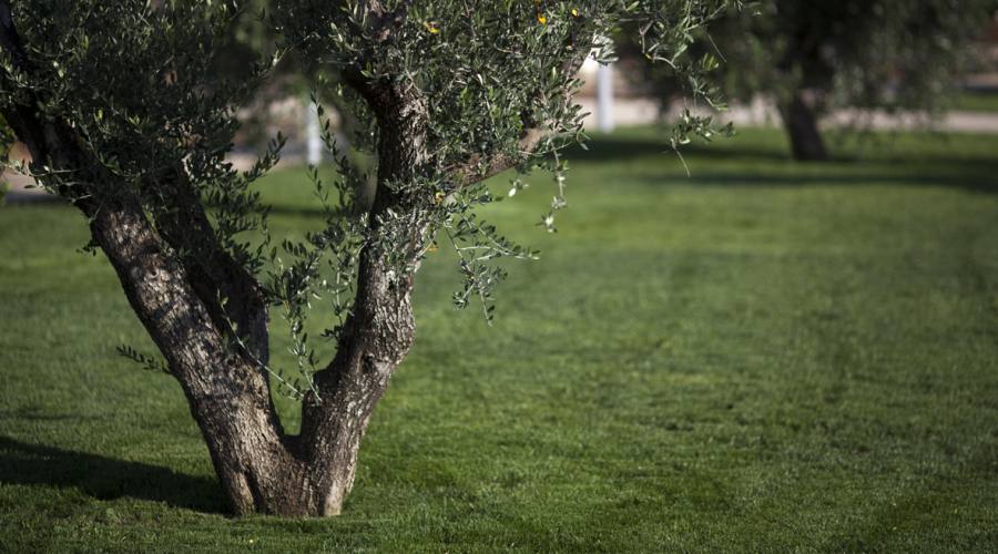 alberi di ulivo