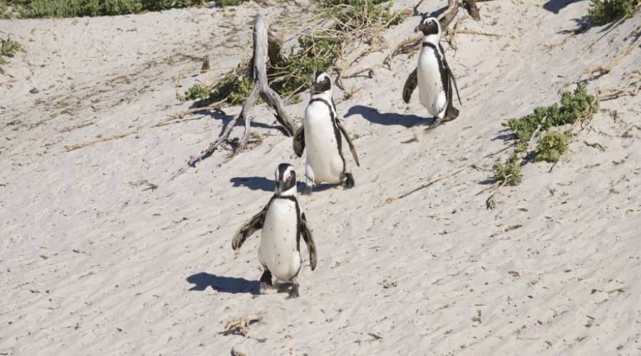 Pinguini del Capo