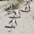 Pinguini del Capo