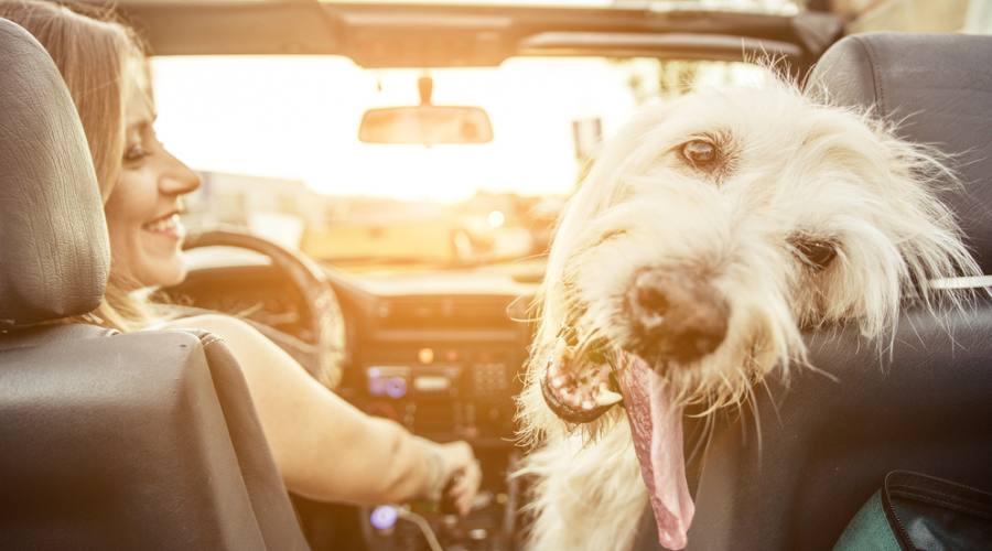 In vacanza vengo anche io!