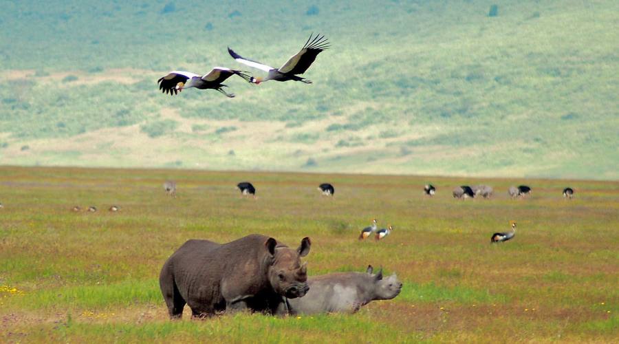 Ngorongoro conservation area