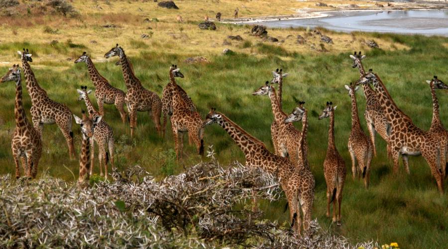 Giraffe nel loro habitat naturale