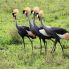 Animali unici della Tanzania
