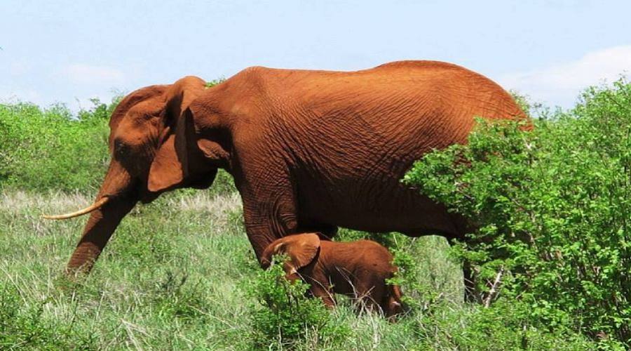 Elefante al parco tsavo