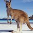 Kangaroo