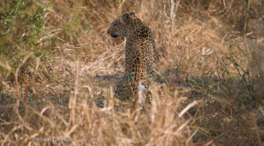 Leopardo in riserva privata