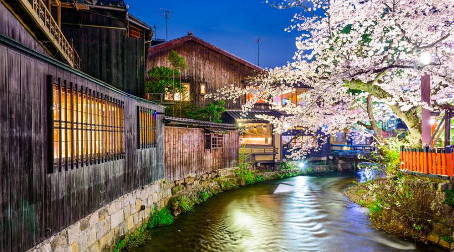 Fioritura dei ciliegi a Kyoto