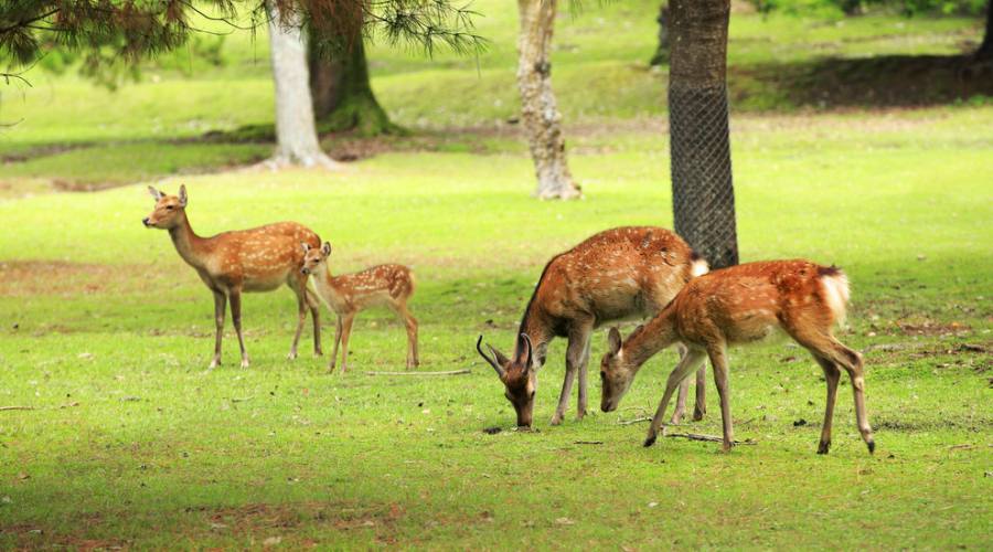 Il parco di Nara