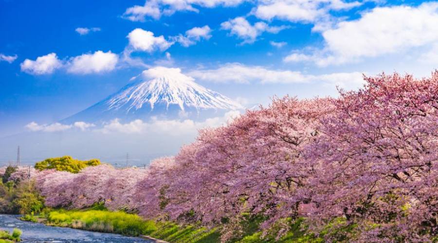Hanami e Monte Fuji