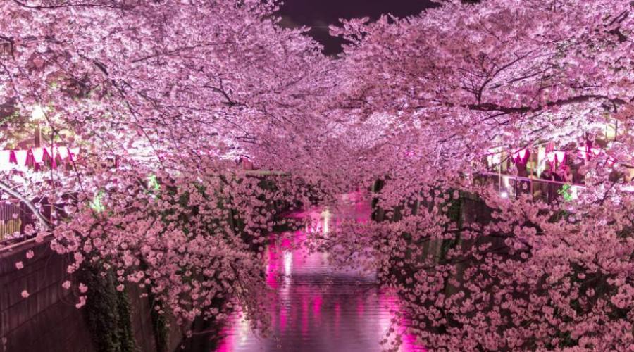 Hanami in Giappone