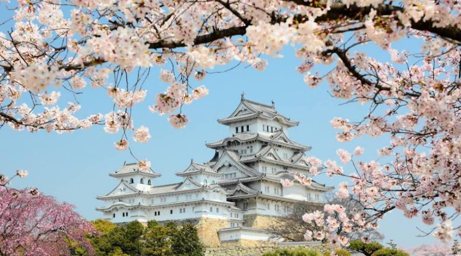Il Castello di Himeji durante l'Hanami