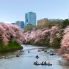 Fioritura dei ciliegi a Tokyo durante l'Hanami