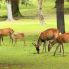Il parco di Nara