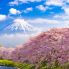 Hanami e Monte Fuji