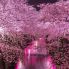 Hanami in Giappone
