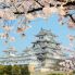 Il Castello di Himeji durante l'Hanami