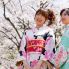 Kimono in Giappone durante l'Hanami