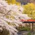Takayama durante l'Hanami