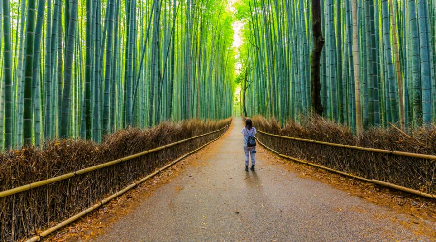 La foresta di bambu' di Arashiyama, raggiungibile da Kyoto