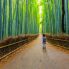 La foresta di bambu' di Arashiyama, raggiungibile da Kyoto