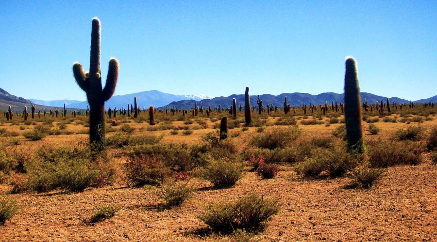 Parco Nazionale Los Cardones