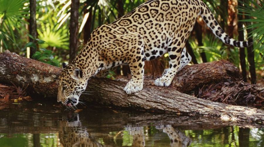 Tour Pantanal Completo e Chapada dos Guimarães: Giaguaro