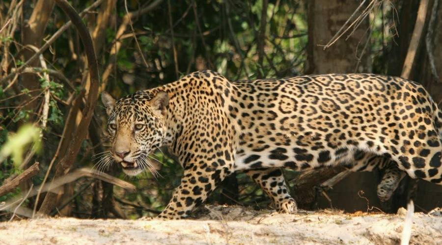 Tour Pantanal Completo e Chapada dos Guimarães: Giaguaro