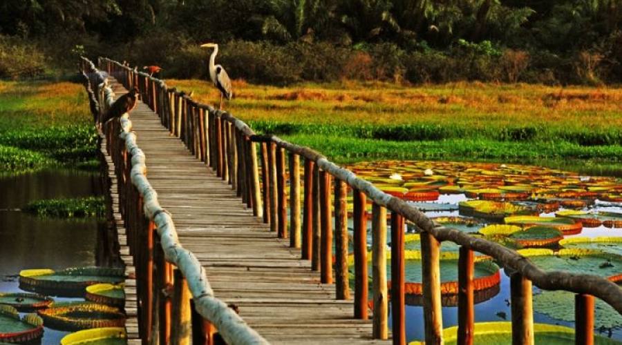 Tour Pantanal Completo e Chapada dos Guimarães: Victoria Regia 