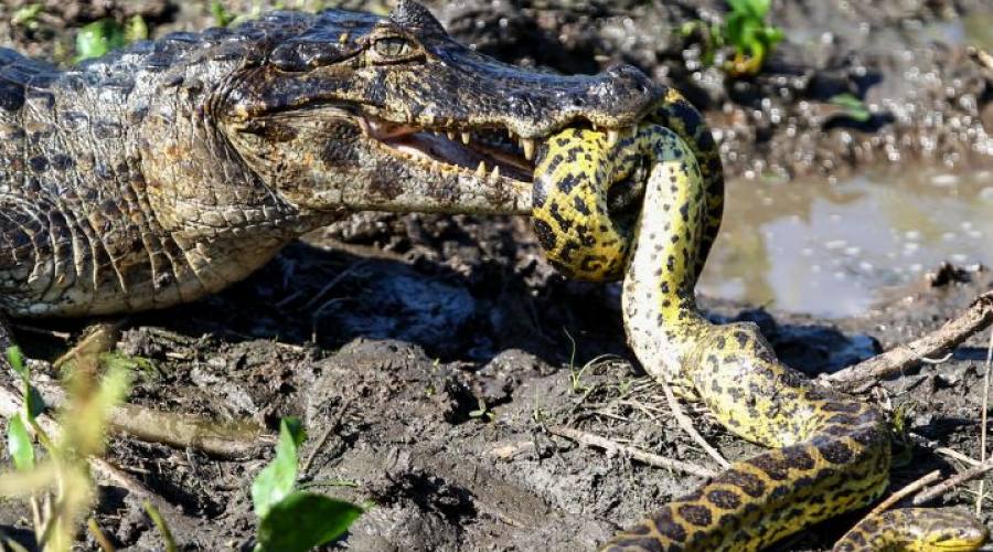 Tour Pantanal Completo e Chapada dos Guimarães: scene da Mato Grosso