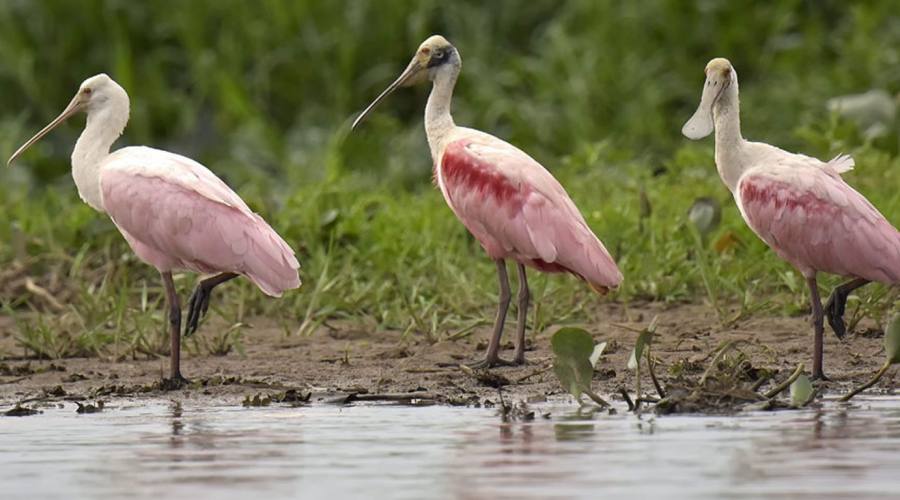 Tour Pantanal Completo e Chapada dos Guimarães