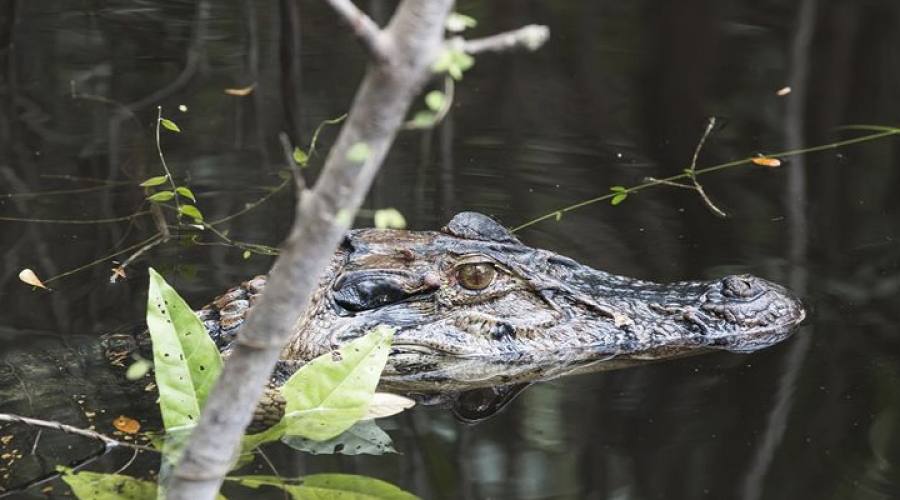 Tour Pantanal Completo e Chapada dos Guimarães