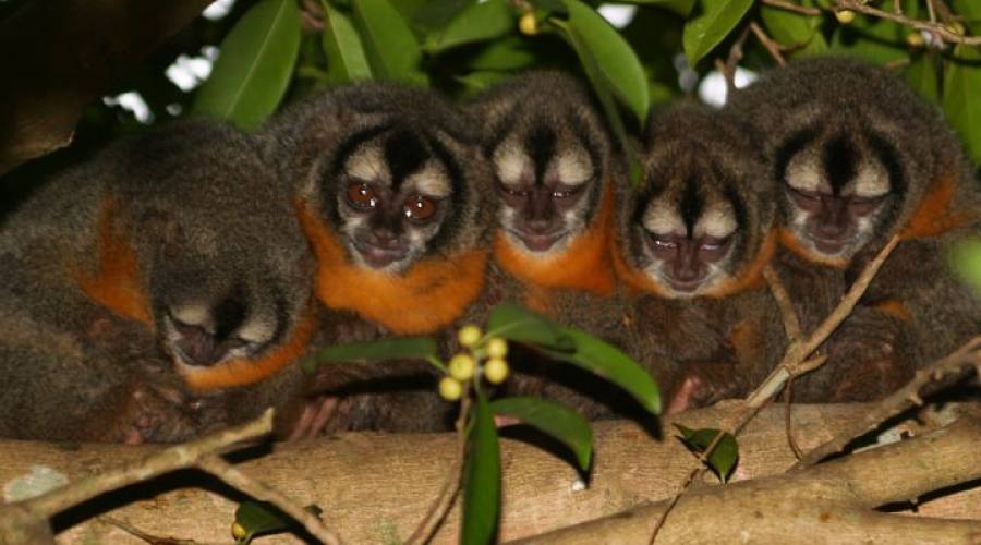 Tour Pantanal Completo e Chapada dos Guimarães: macaco di notte