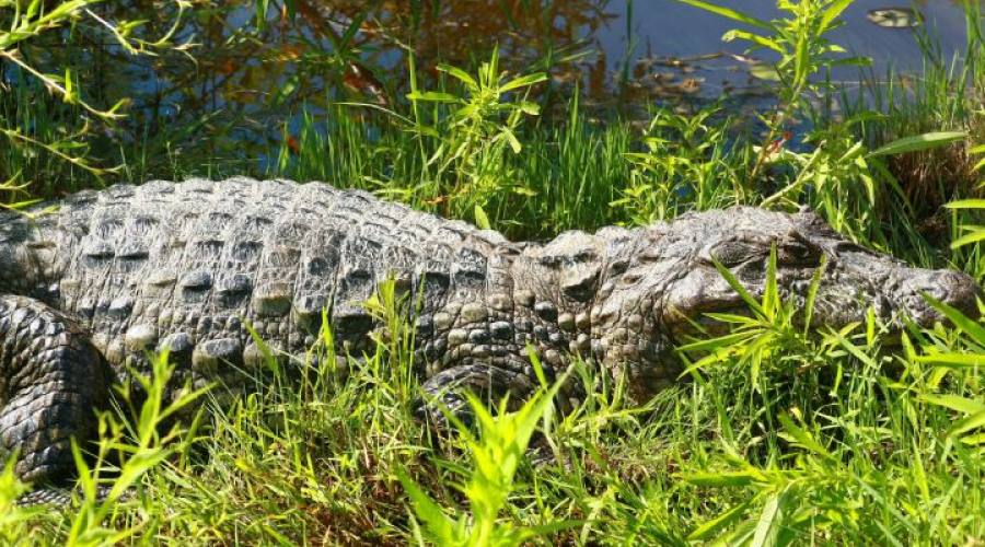 Tour Pantanal Completo e Chapada dos Guimarães