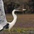 Tour Pantanal Completo e Chapada dos Guimarães