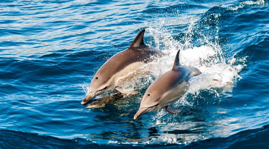 Delfini nell'Oceano - Oman