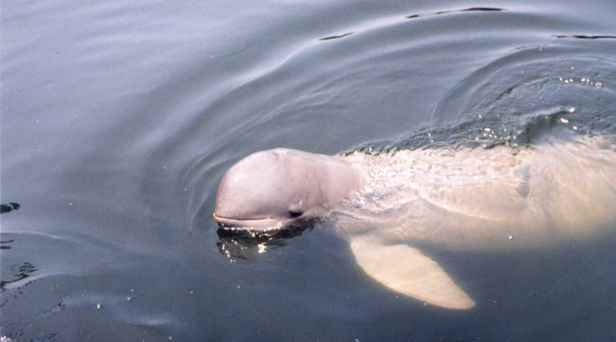 Delfino di fiume