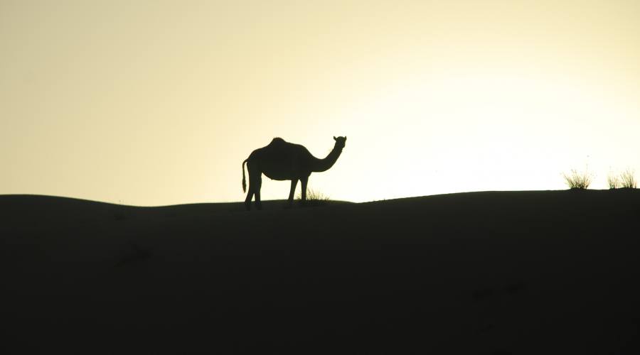 Cammelli nel deserto di Wahiba Sands