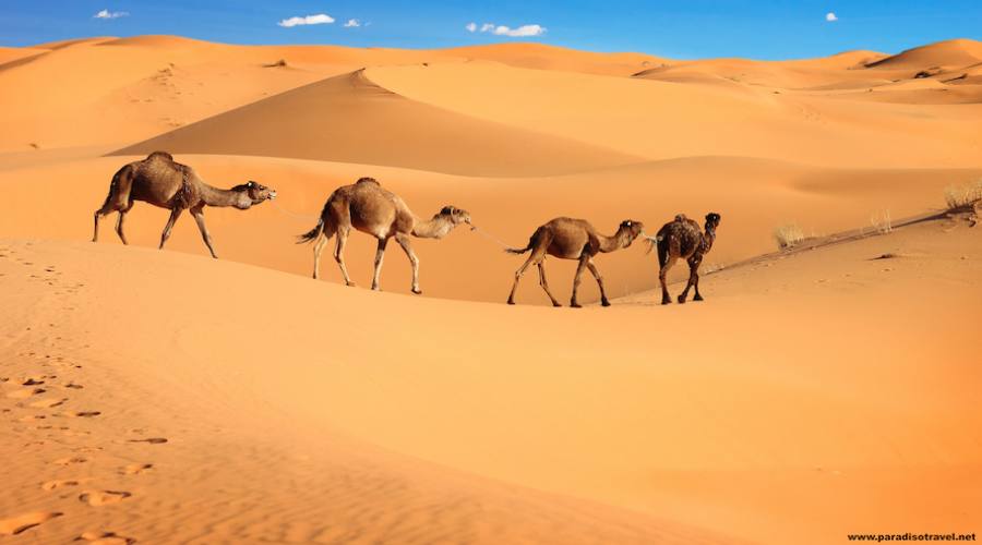 Deserto del Marocco