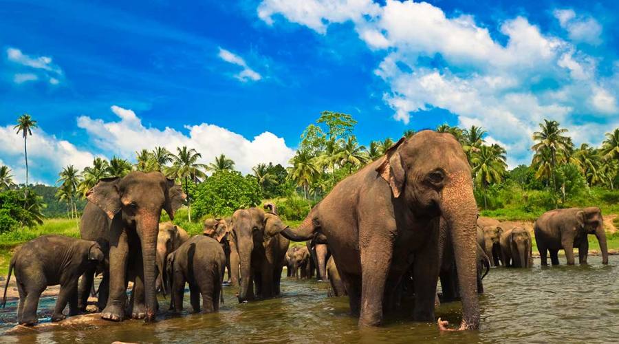 Polonnaruwa: orfanotrofio degli elefanti