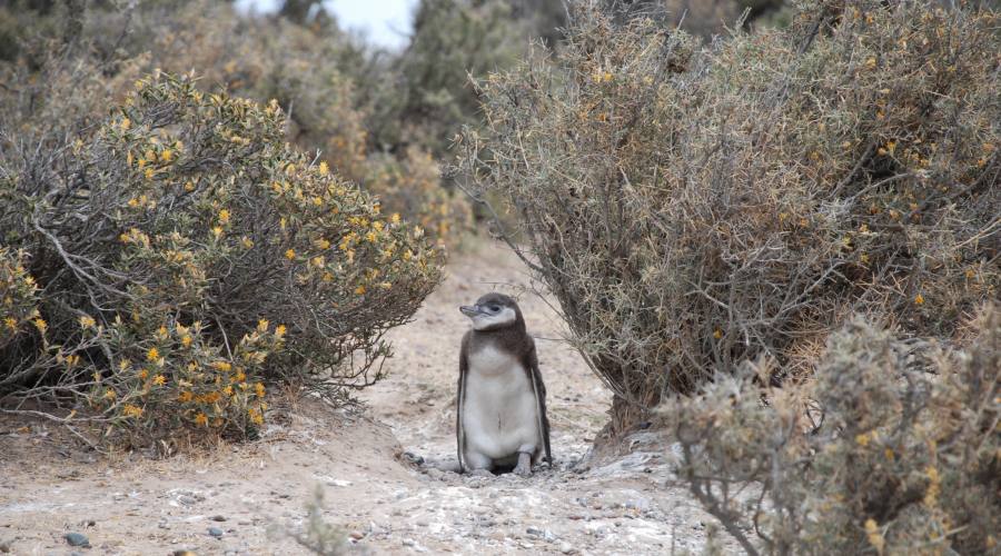 Pinguino di magellano