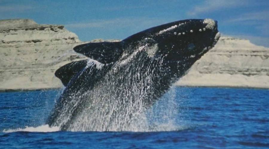 Avvistamento Balene