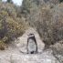 Pinguino di magellano