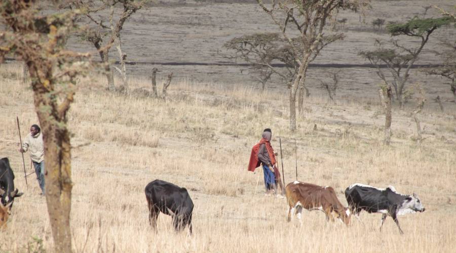 I Masai