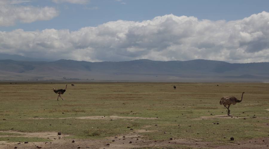 Ngorongoro Conservation Area