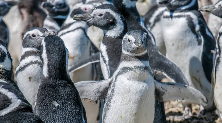 7° giorno: Pinguini Magellano