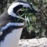 6° giorno: Pinguini Magellano