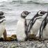 7° giorno: Pinguini a Isla Martillo